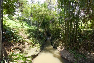 Obraz premium Stream of water flows through a lush green forest