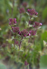 Bellardia, Parentucellia latifolia, red bartsia, red tarweed,  broadleaf glandweed plant in bloom