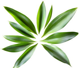 Pineapple leaf isolated png. Pineapple leaves on transparent background. Cut pineapple leaf no background top view. Pineapple leaves transparent png collection. Full depth of field.