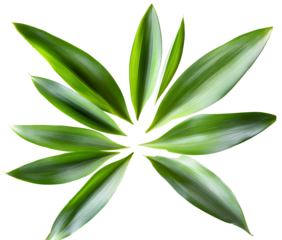 Pineapple leaf isolated png. Pineapple leaves on transparent background. Cut pineapple leaf no background top view. Pineapple leaves transparent png collection. Full depth of field.