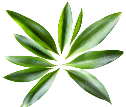 Pineapple leaf isolated png. Pineapple leaves on transparent background. Cut pineapple leaf no background top view. Pineapple leaves transparent png collection. Full depth of field.