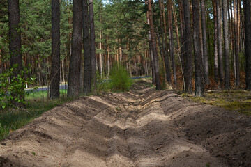 Fire ditch in sunny pine forest