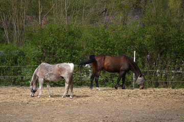 A pair horses in an open animal pen eating hay with a protective headband
