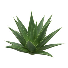 Spiky green aloe vera plant in a white background