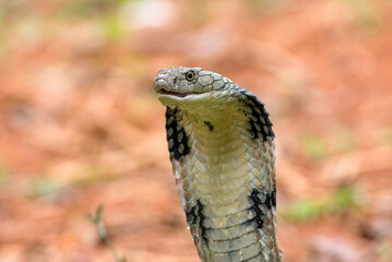 Close up of a king cobra snake