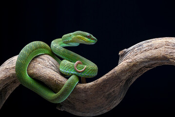 Green viper on a black background