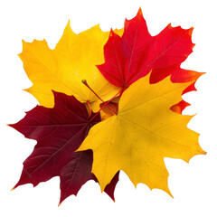 Obraz premium vibrant arrangement of autumn leaves showcases mix of red, yellow, and orange hues, capturing essence of fall. leaves are layered, highlighting their intricate veins and natural beauty