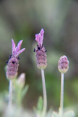 Cantueso in bloom, spanish lavender, Lavandula pedunculata, Lavandula stoechas