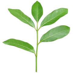 Obraz premium vibrant green branch with multiple elongated leaves, showcasing natural and fresh appearance. leaves are arranged symmetrically, highlighting their smooth texture and prominent veins