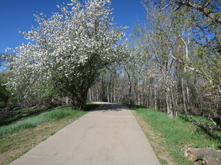 White tree blossoms on trails along creeks in spring