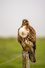 Close-up of Red-tailed Hawk (Buteo jamaicensis)