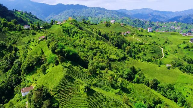 Tea plantations of Rize province from a bird's-eye view. A tea plant grown on the shores of the Black Sea. Karadeniz region in Turkey. A farm for the production of fresh green tea. The drone