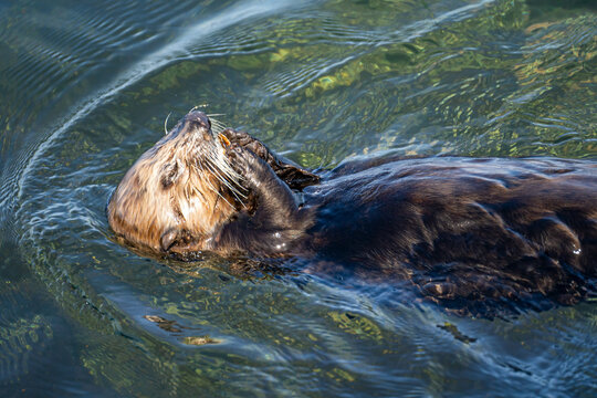 Southern Sea Otter (Enhydra lutris nereis) swim in the Pacific Ocean.