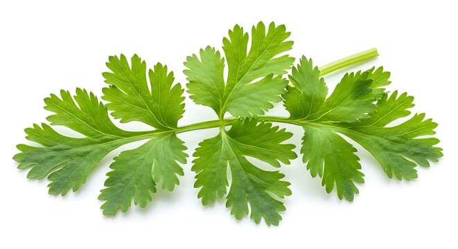 Cilantro leaves on white background Cilant. Mexican food