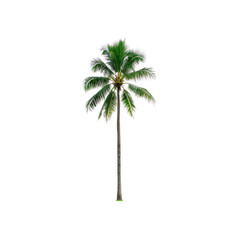 Obraz premium tall, lush coconut palm tree stands isolated against transparency background, showcasing its vibrant green fronds and slender trunk. tropical plant evokes sense of relaxation and exotic