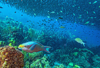 Fototapeta premium Caribbean coral garden, underwaterBonaire