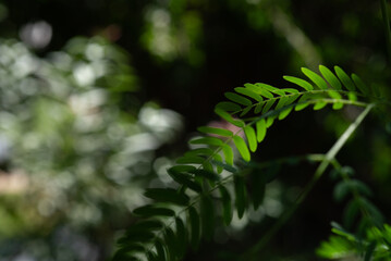 Close-up of green tamarind leaves with soft bokeh background in natural daylight