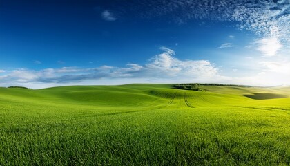 Fototapeta premium green field and blue sky