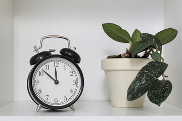 Alarm clock and houseplant on white shelf, closeup