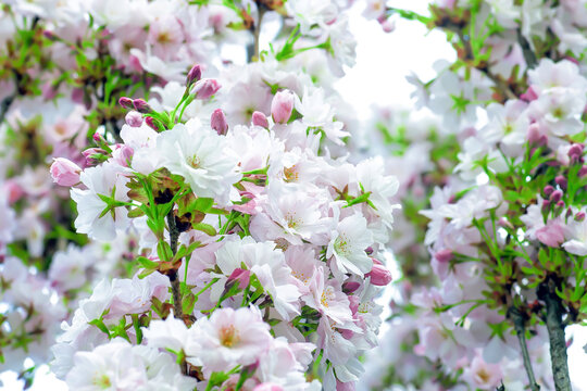 White flowers and pink buds of flowering cherry tree. Prunus "Amanogawa" (Lombardy Cherry) blossoming trees - Powered by Adobe