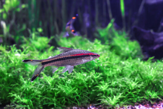 Denison's barb fish with stripe swimming in aquarium, side view. Dawkinsia denisonii (Miss Kerala, red-line torpedo barb, roseline shark) swim in fishtank