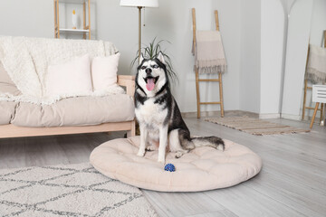 Adorable Husky dog on pet bed at home © Pixel-Shot