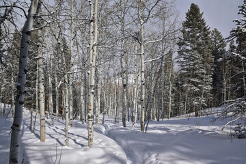 Tibble Fork Loop hiking winter storm snow views of trail Lone Peak Wilderness Uinta Wasatch Cache National Forest, Rocky Mountains, Utah. United States.