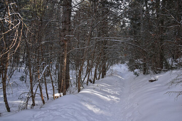 Tibble Fork Loop hiking winter storm snow views of trail Lone Peak Wilderness Uinta Wasatch Cache National Forest, Rocky Mountains, Utah. United States.