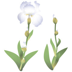 Delicate white-lilac iris flower isolated on white background vector image

