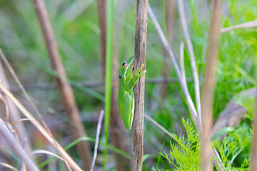 The American green tree frog (Dryophytes cinereus or Hyla cinerea) Commonly found in the central and southeastern United States, the frog lives in open canopy forests with permanent water sources 