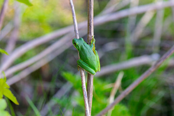 The American green tree frog (Dryophytes cinereus or Hyla cinerea) Commonly found in the central...
