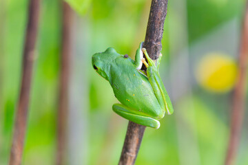 The American green tree frog (Dryophytes cinereus or Hyla cinerea) Commonly found in the central and southeastern United States, the frog lives in open canopy forests with permanent water sources 