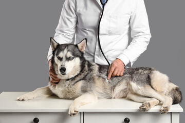 Male veterinarian examining cute husky dog on white table against grey background