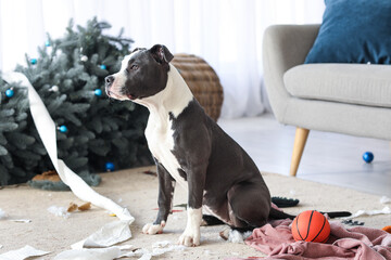 Naughty Staffordshire Terrier in messy living room on Christmas eve