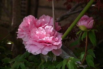 Peony (Paeonia suffruticosa) flowers. A deciduous flowering shrub of the Paeoniaceae native to China. Beautiful white, pink and red flowers bloom in early summer.