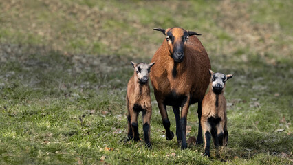 Cameroon Dwarf Blackbelly Ewe With Her Lambs (Ovis gmelini aries)
