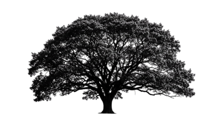 Wide silhouette of a dense oak tree with thick branches isolated on white background, great for nature-inspired designs, landscape posters, environmental campaigns, and forest scenery