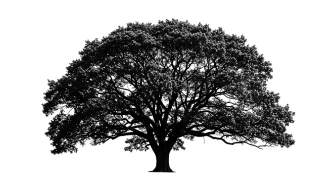 Wide silhouette of a dense oak tree with thick branches isolated on white background, great for nature-inspired designs, landscape posters, environmental campaigns, and forest scenery