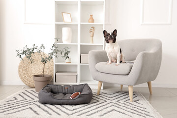 Cute French Bulldog at home
