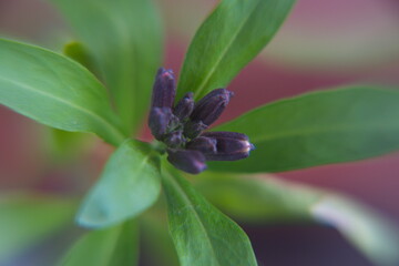 Erysimum cheiri buds, Cheiranthus cheiri, Wallflower 