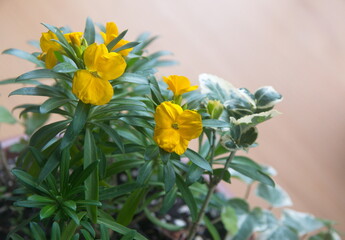 Erysimum cheiri in bloom, yellow flowers, Cheiranthus cheiri, Wallflower "English Fire King", garden plant