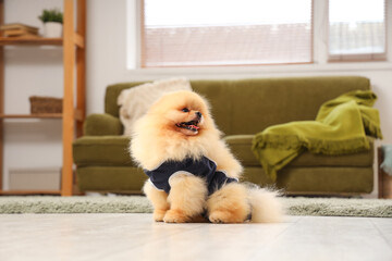 Cute Pomeranian dog in recovery suit after sterilization on floor at home