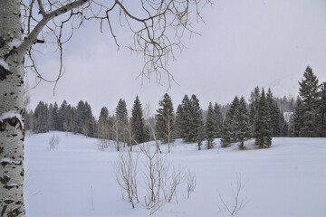 Tibble Fork Loop winter storm snow views from hiking trail Lone Peak Wilderness Uinta Wasatch Cache National Forest, Rocky Mountains, Utah. United States.