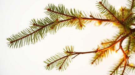 Obraz premium Close-up of lit pine branches against a white background.