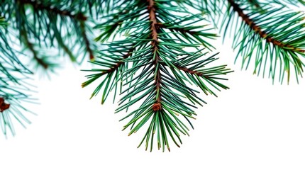 Naklejka premium Close-up of pine needles on a branch.