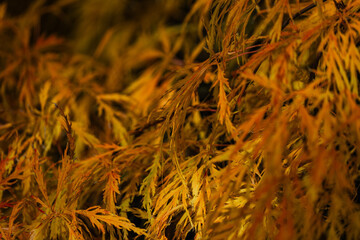 Japanese Garden at The Butchart Gardens on Vancouver Island in British Columbia Canada in Fall