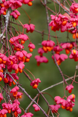 Japanese Garden at The Butchart Gardens on Vancouver Island in British Columbia Canada in Fall