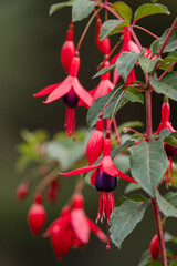 Red flowers at The Butchart Gardens on Vancouver Island in British Columbia Canada in Fall