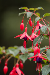 Red flowers at The Butchart Gardens on Vancouver Island in British Columbia Canada in Fall