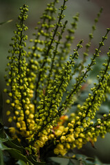 Close up of bush with yellow blooms at The Butchart Gardens on Vancouver Island in British Columbia Canada in Fall